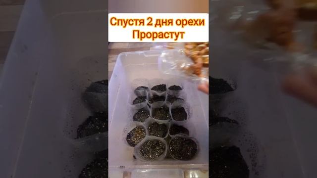 Выращивает арахис на участке