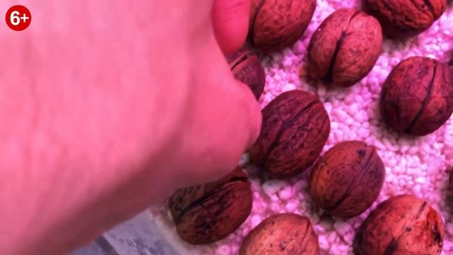 Посадка грецкого ореха из орешков. Рассада грецкого ореха.