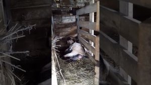 Как рожают козы.Роды у козы.