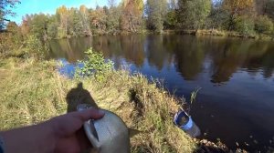 Как Там Ночные Лещи? Проверка Любимого Места в Октябре! Рыбалка с Двумя Ночевками. Фидер на Друти.