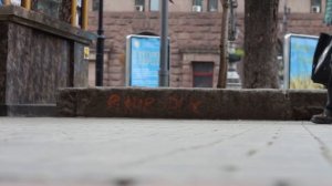 Собака выкормила котенка, а когда он вырос....