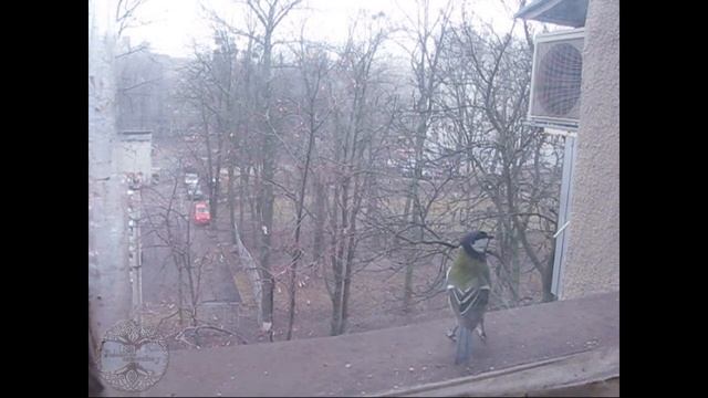 Birds and Nuts. Синицы и орешки на моём окне. Зимняя подкормка птиц. смотреть онлайн