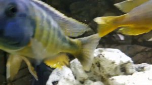 Bigger Boys in the 180 Gallon Malawi Predator Hap Cichlid Tank