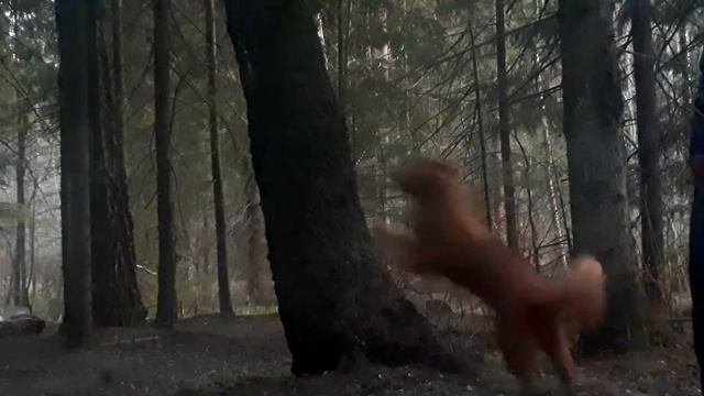 Винни упражняется :)
