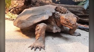 Полная Эволюция Черепах и Как их Предки Получили Броню?