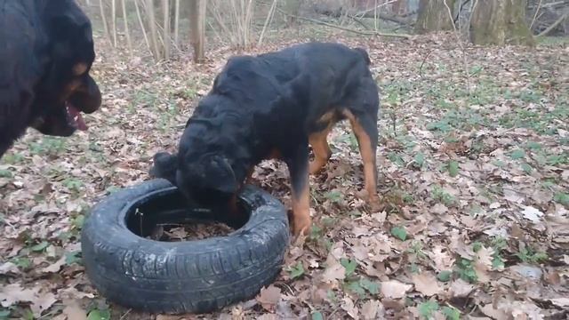 ОДИН ДЕНЬ ИЗ ЖИЗНИ РОТВЕЙЛЕРОВ И КОТА.Воспитание и дрессировка собаки.