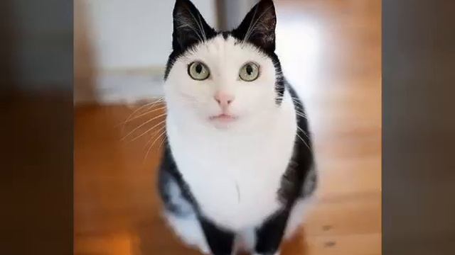 10 САМЫХ КРАСИВЫХ КОТОВ!НЕОБЫЧНЫЕ КОТЫ!Лучшие приколы с котами,смешные коты смотреть онлайн
