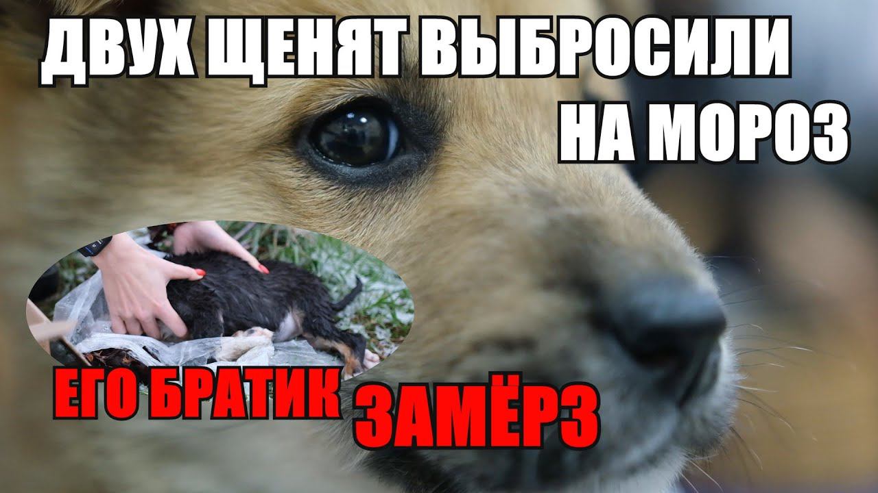 Щенят выбросили на мороз | cпасли от смерти Пончика