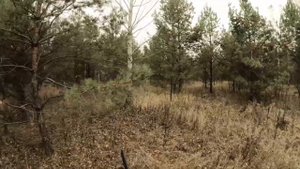 Вальдшнеп престижа 2022. Охота с легавой осенью  на вальдшнепа