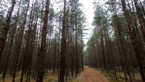 Добраться живыми до Пергижно
