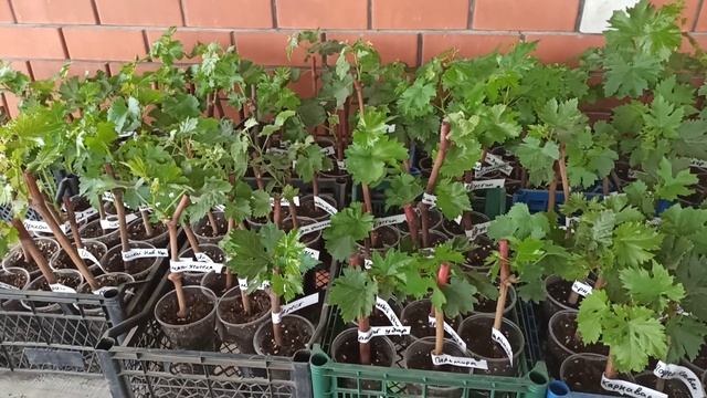 Продаём саженцы винограда ! смотреть онлайн