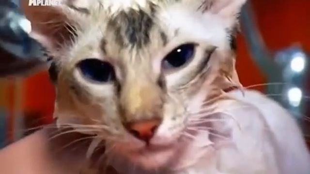 Яванез Яванская кошка - Javanese cat