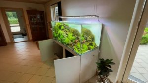 MASSIVE NATURE AQUARIUM AQUASCAPE -  LOST FOR WORDS!