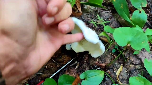 Мое видение, как отличить скрипицу смотреть онлайн