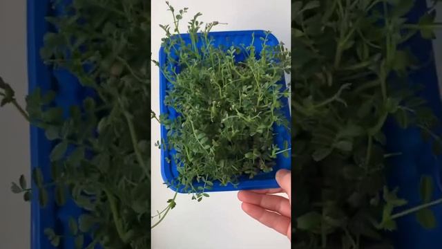 Проращивание нута и посадка во дворе #shorts #горох #нут #микрозелень #peas #microgreens