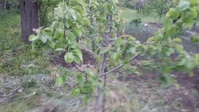 Груша Ноябрьская