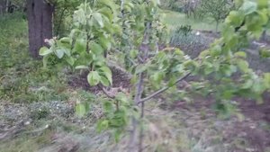 Груша Ноябрьская