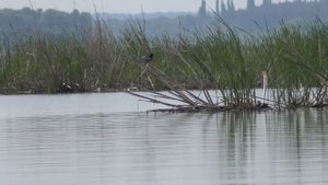 Бомбезная краснопера или рыбалка детства