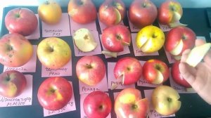 Сравниваем вкус 20 сортов яблок
