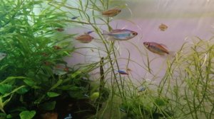 Конго тетра