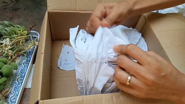 MAGALING MAG AIR DRY SI SELLER ANG GAGANDA NANG MGA K-POP SUCCULENT смотреть онлайн