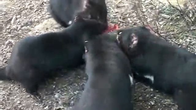 Tasmanian Devils Devouring a Wombat, bones and all!! смотреть онлайн