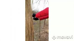 Забор из камыша своими руками