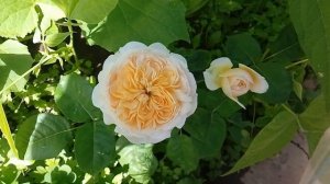 Роза английская пионовидная  Джульетта (Juliet)