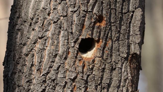 Седой дятел - новое дупло смотреть онлайн
