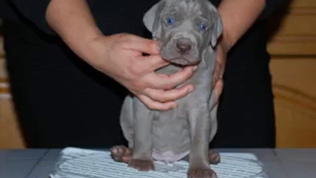 weimaraner puppies Cherry x King 20081124, Day 28 смотреть онлайн