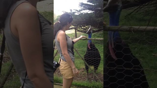 Cassowary feeding at the Philip Island Wildlife Park in Australia