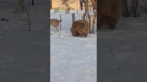 Тибетский мастиф & САО