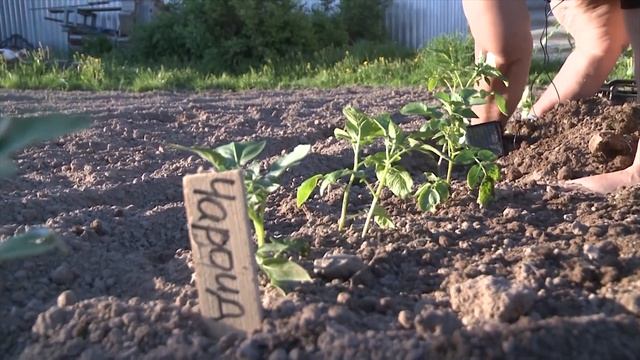 Эксперимент! Выращиваем картофель из ростка смотреть онлайн