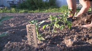 Эксперимент! Выращиваем картофель из ростка