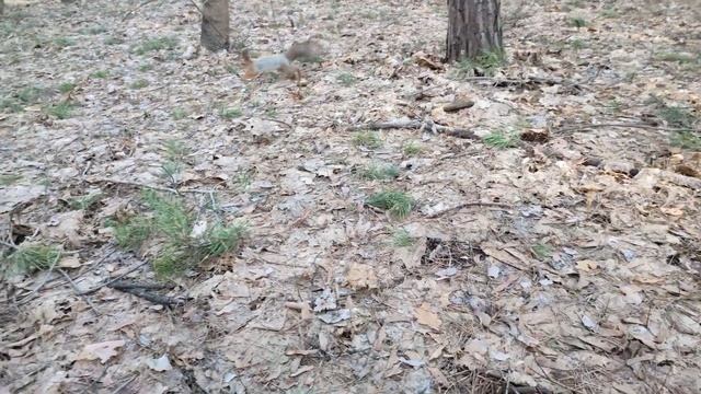 Сажаем кедры с белкой смотреть онлайн