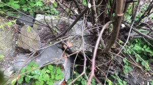 Секатор Bahco pg-12