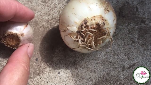 НЕ УСПЕЛИ ВЫКОПАТЬ ЛУКОВИЧНЫЕ? ЕЩЕ НЕ ПОЗДНО смотреть онлайн