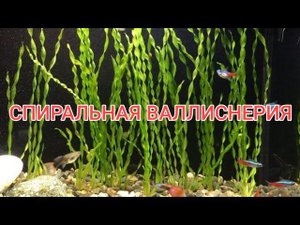 СПИРАЛЬНАЯ ВАЛЛИСНЕРИЯ. СОДЕРЖАНИЕ И УХОД В АКВАРИУМЕ