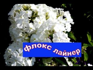 Флокс Лайнер