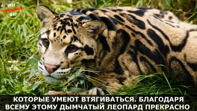 Дымчатый Леопард невероятно красивая хищная кошка Интересные факты о Дымчатом Леопарде смотреть онлайн