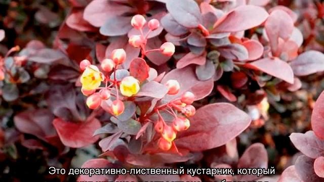 Барбарис — популярные сорта, описание