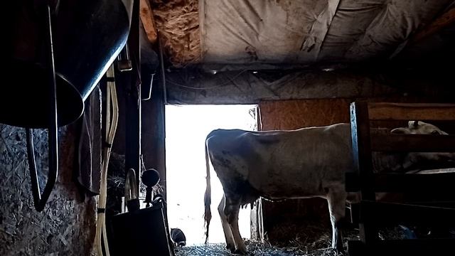 Кормление животных 1 часть. смотреть онлайн