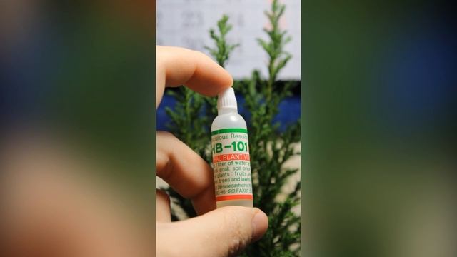 Ель Коника и кипарисовик Элвуди в горшках на подоконнике - часть 2 смотреть онлайн