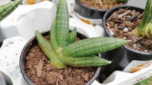 САНСЕВИЕРИЯ цилиндрическая