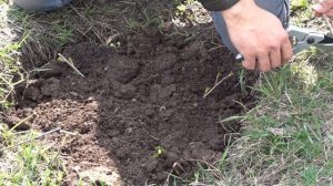 СУПЕР ПРОСТОЙ СПОСОБ  УКОРЕНЕНИЯ СМОРОДИНЫ / КАК МАССОВО РАЗМНОЖИТЬ СМОРОДИНУ ВЕСНОЙ