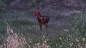 Бойцовый петух пород Таиланд