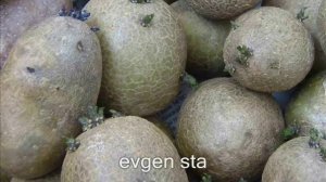 ВСЕ О ВЫРАЩИВАНИИ КАРТОФЕЛЯ