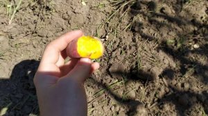 Персик уфо-2 и Свит Ринг. Сравнение