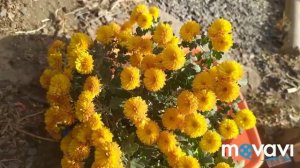 Убираю хризантемы на зиму.