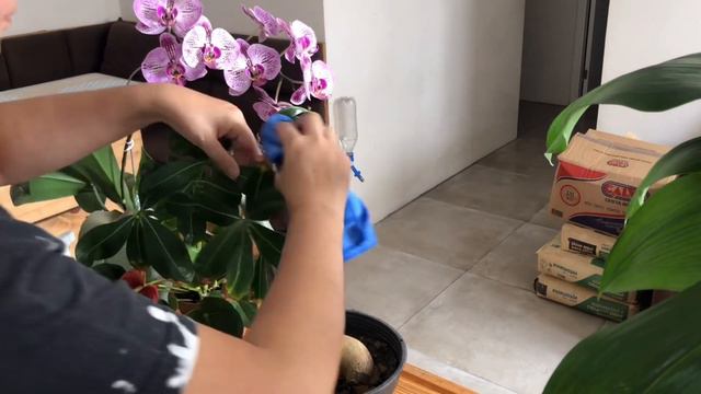 Limpando as plantas com café смотреть онлайн